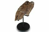 Dinosaur (Triceratops) Epoccipital Frill Shield Section - Montana #244657-1